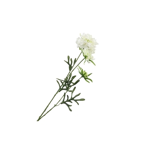 Scabiosa White