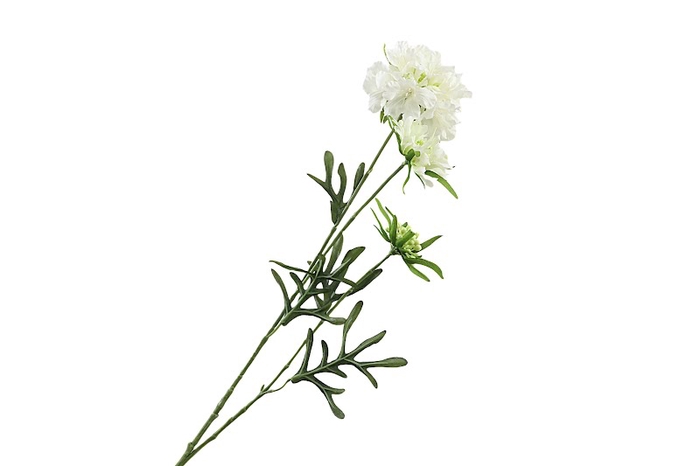 <h4>Scabiosa White</h4>