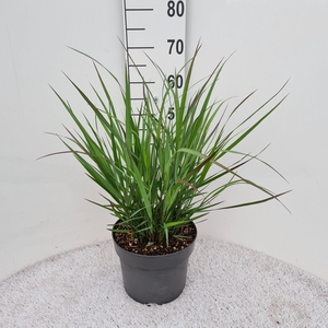 Panicum Vir. Squaw P26