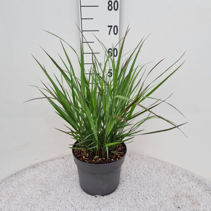 <h4>Panicum Vir. Squaw P26</h4>