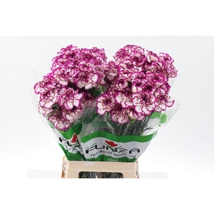 Dianthus st kino