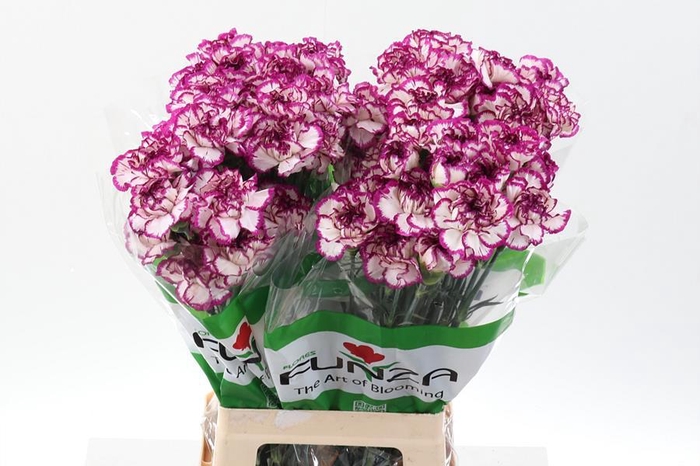 <h4>Dianthus st kino</h4>