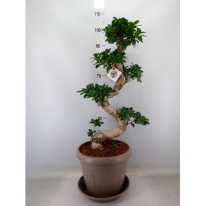 Ficus microcarpa 'Ginseng'