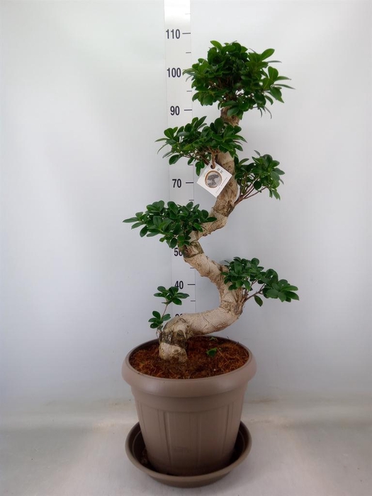 <h4>Ficus microcarpa 'Ginseng'</h4>