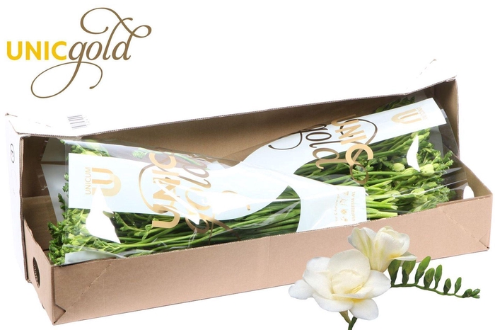 <h4>Freesia du Volante</h4>