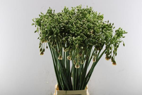<h4>Allium Nect Siculum L 90</h4>