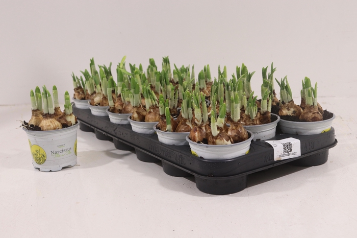 <h4>NARC O TETE A TETE</h4>