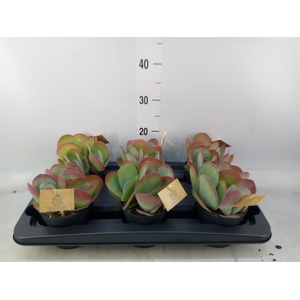 Kalanchoe NF thyrsiflora