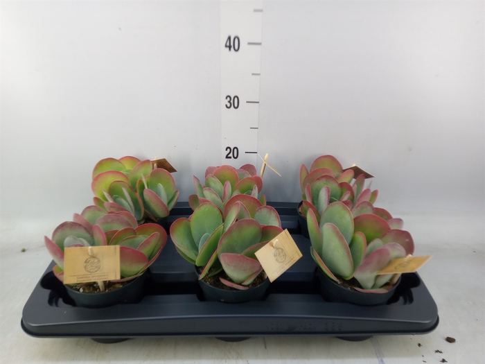 <h4>Kalanchoe NF thyrsiflora</h4>