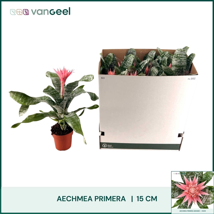 <h4>AECH FAS PRIMERA</h4>