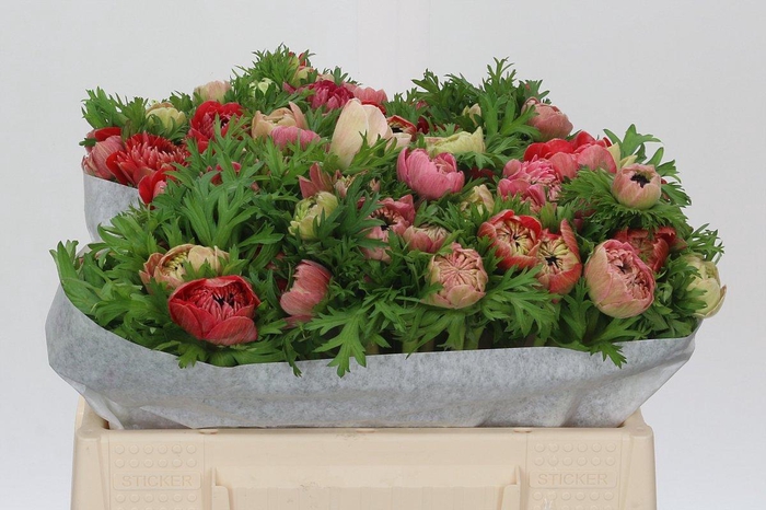 <h4>Anemone Levante Red</h4>