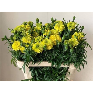 Tagetes E Promise Yellow