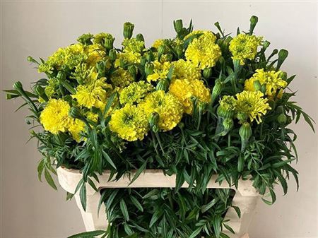 <h4>Tagetes E Promise Yellow</h4>