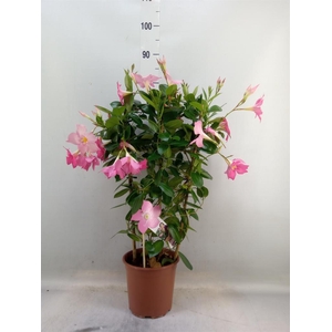 Mandevilla sand. 'Eagle Eye'