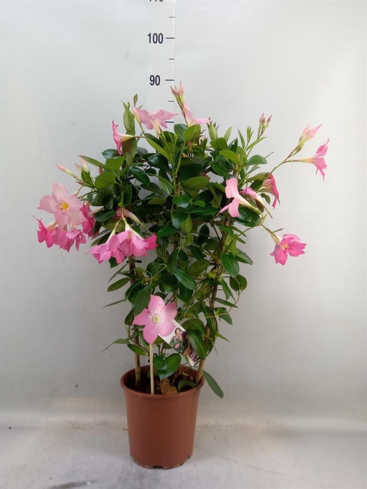 <h4>Mandevilla sand. 'Eagle Eye'</h4>