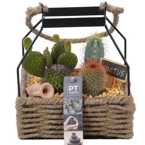<h4>Opm Pt PTCT3872Cactus Metaal Mand + Touw</h4>
