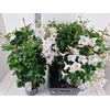 arr8 Mande Rio White