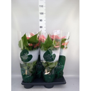 Anthurium andr. 'Colorado'