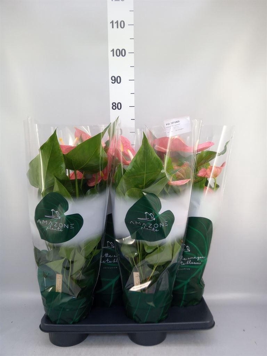 <h4>Anthurium andr. 'Colorado'</h4>