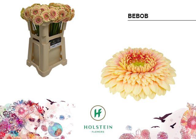 <h4>GE MB GERPONI BEBOB</h4>