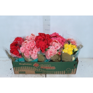 BEGONIA P11