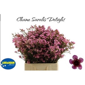 CHAME SARAHS DELIGHT