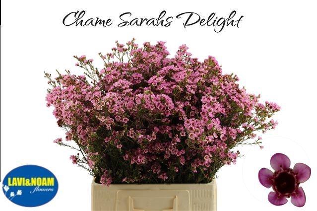 <h4>CHAME SARAHS DELIGHT</h4>