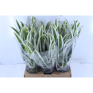 BROMELIA GUZMANIA LINGULATA MARGINATA P12