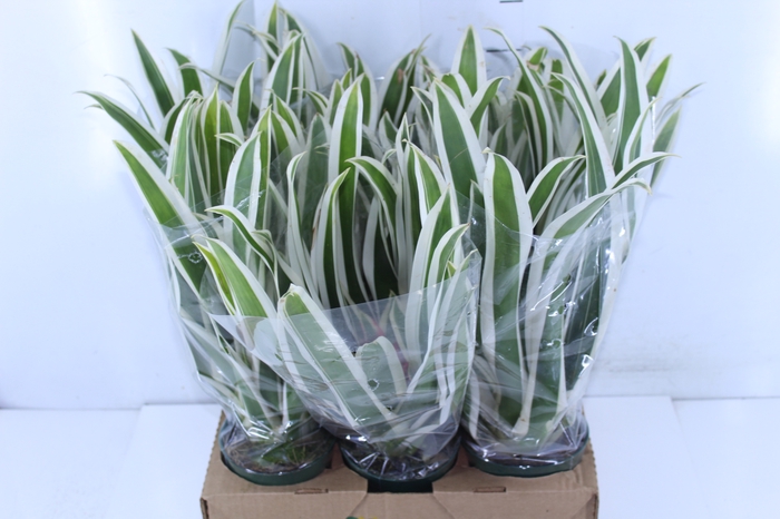 BROMELIA GUZMANIA LINGULATA MARGINATA P12