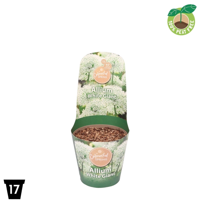 <h4>Allium White Giant Xxl</h4>