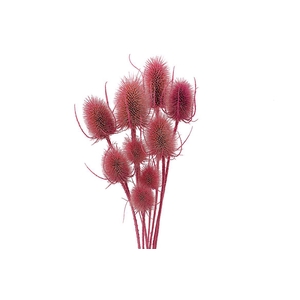 Dried Artz Cardistella Rafael Bunch