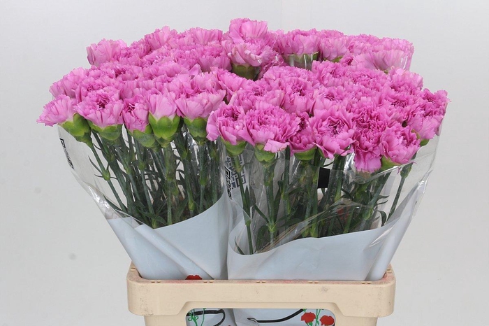 <h4>Dianthus St Akela</h4>