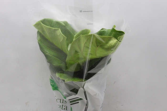 <h4>FICUS LYRATA P17</h4>