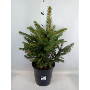 Picea pungens 'Super Blue'