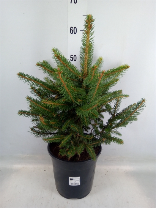 <h4>Picea pungens 'Super Blue'</h4>