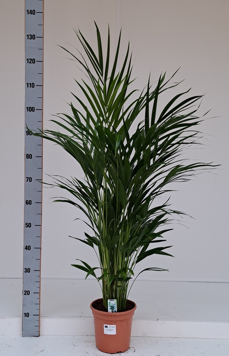 <h4>DYPSIS LUTESCENS</h4>