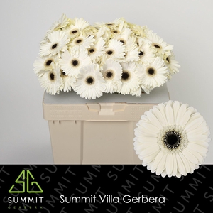 Gerbera Iceberg Water