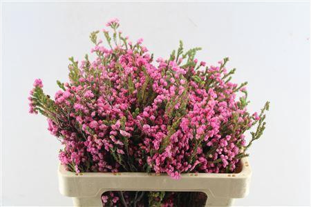 <h4>Kaaps Erica Bella</h4>