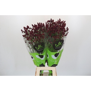 Sanguisorba officinalis Red Dream