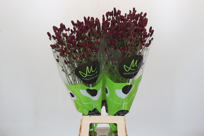 <h4>Sanguisorba officinalis Red Dream</h4>