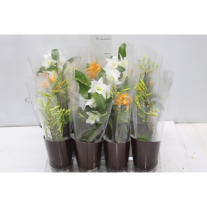 DENDROBIUM NOBILY P07 VARIADO