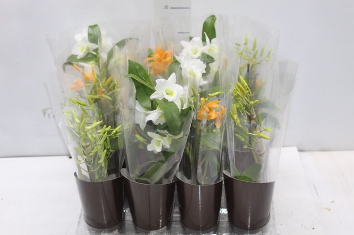 <h4>DENDROBIUM NOBILY P07 VARIADO</h4>