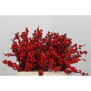Ilex Verticillata Red
