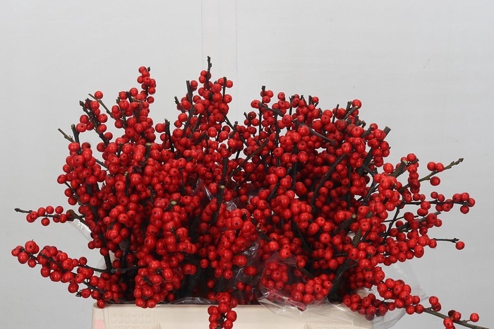 <h4>Ilex Verticillata Red</h4>
