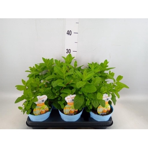 Mentha spicata