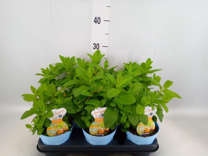<h4>Mentha spicata</h4>