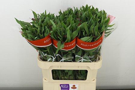 <h4>ALSTR HIPHOP</h4>