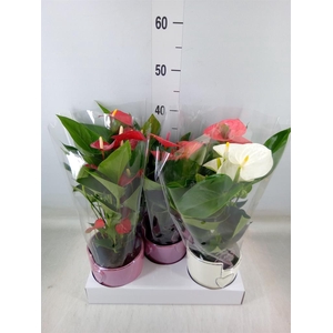Anthurium   ...mix 4