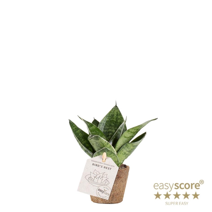 <h4>SANSEVIERIA TRIFASCIATA P6 HAHNII GREEN COCOZ</h4>