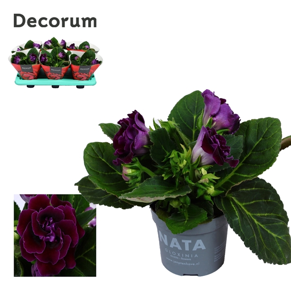 <h4>Gloxinia Sonata Purple</h4>